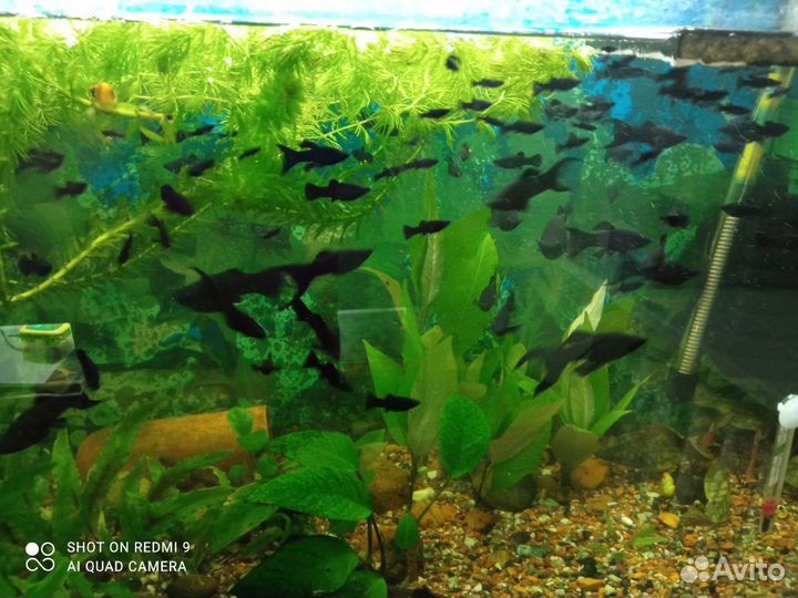 Аквариумные рыбки