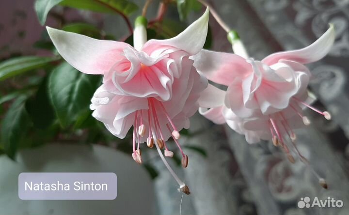 Фуксия свежие срезы