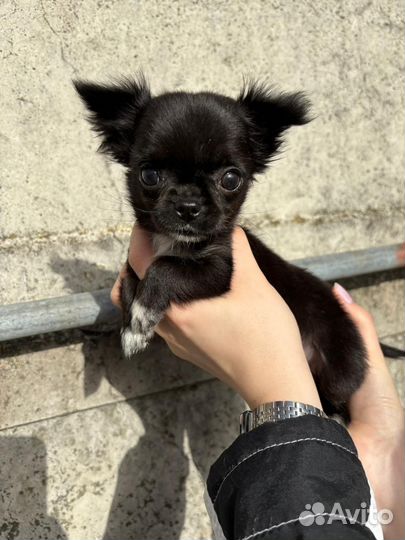 Девочка-мини