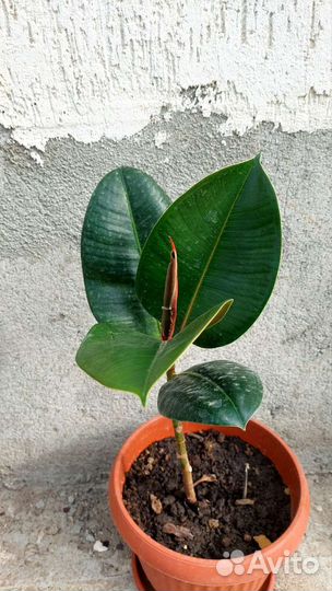 Цветок Сансевиерия