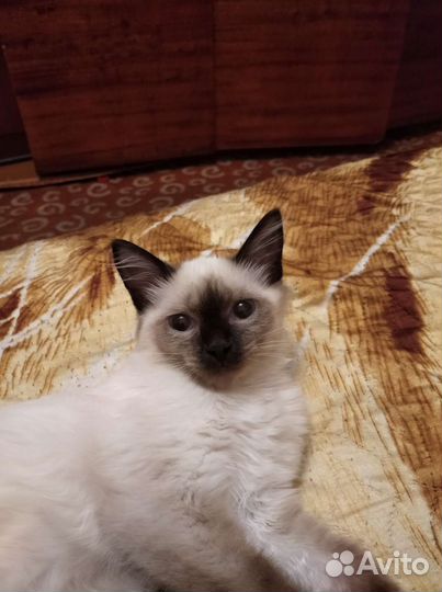 Кошка в дар бесплатно