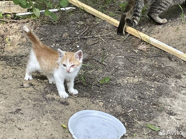 Подарите шанс на жизнь рыжим солнышкам