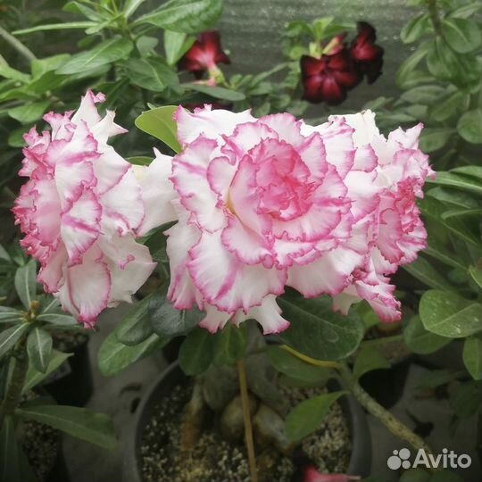 Адениум First Love Первая Любовь