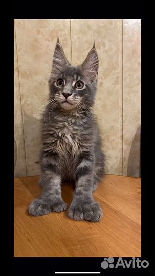 Котята мейн-кун полидакты и обычные- вязка