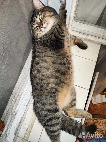 Кот колдун