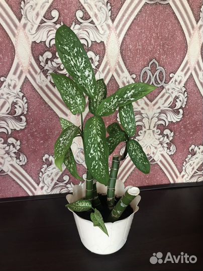 Диффенбахия