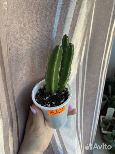 Суккуленты за сто рублей