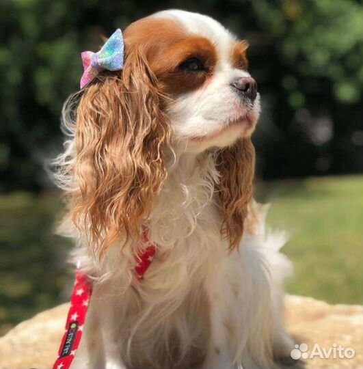 Девочки кавалер кинг чарльз РКФ