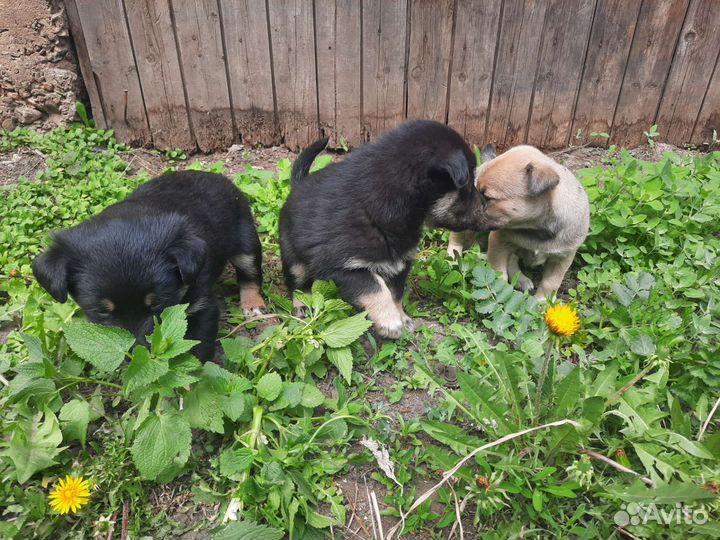 Щеночки в добрые руки