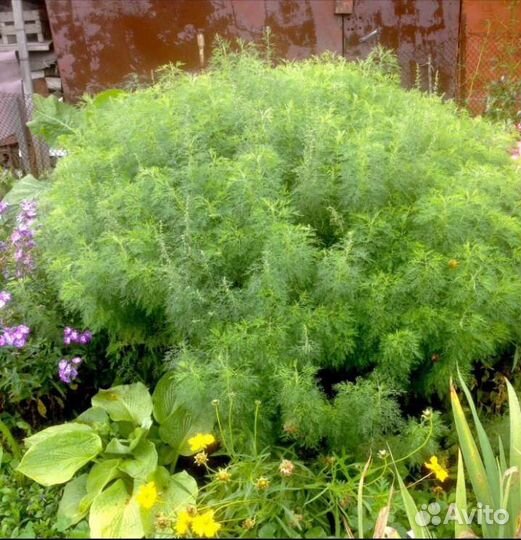 Полынь древовидная,ирис злаквид.,овсяница