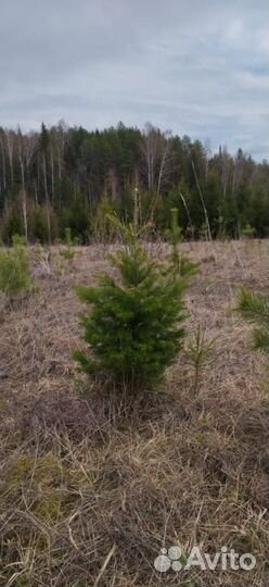 Пихта Сибирская
