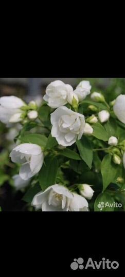 Чубушник(Жасмин )