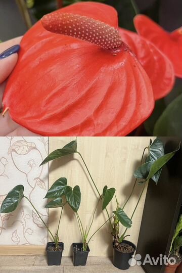 Антуриум Кавалли, рейнбоу,ванилла