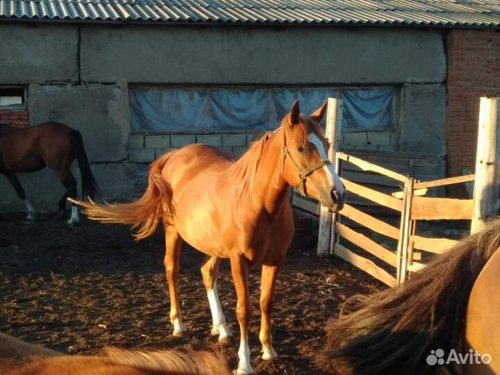 Арабская кобыла