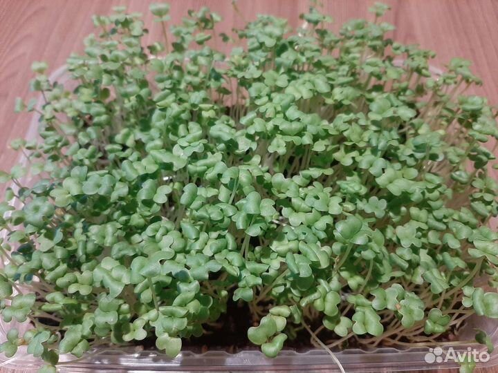 Микрозелень