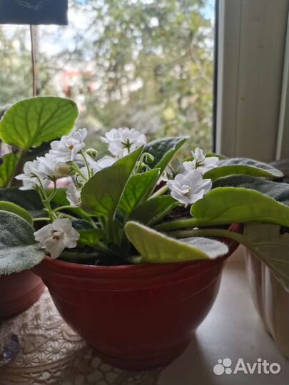 Сортовые фиалки