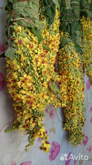 Коровяк Травы-Дикоросы