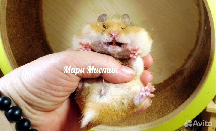 Добрые и красивые хомяки сами идут в руки видео