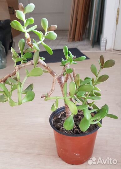 Денежное деревце