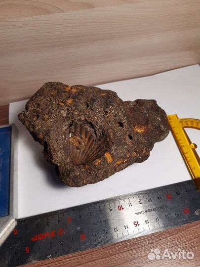 Ископаемое, минерал бурый железняк с ракушками