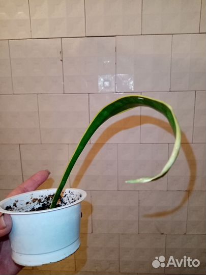 Сансевиерия