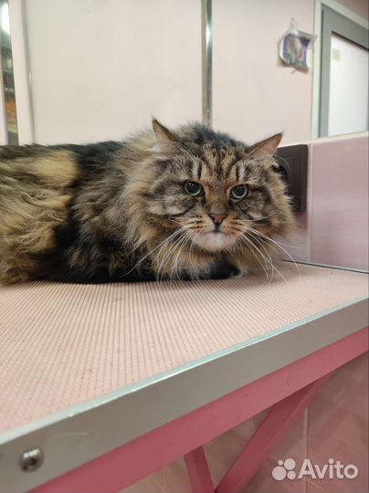 Груминг собачек и кошек