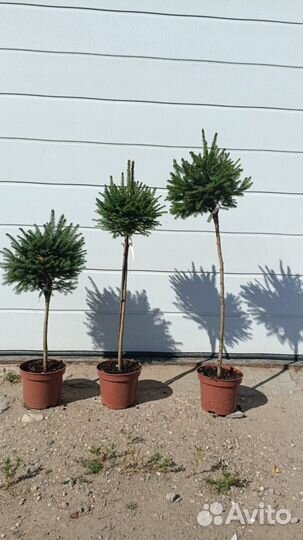 Ель на штамбе зелёная информация в описании