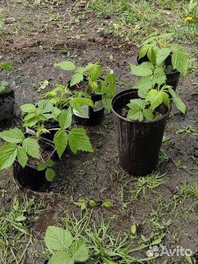 Саженцы малины 