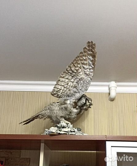 Чучело совы