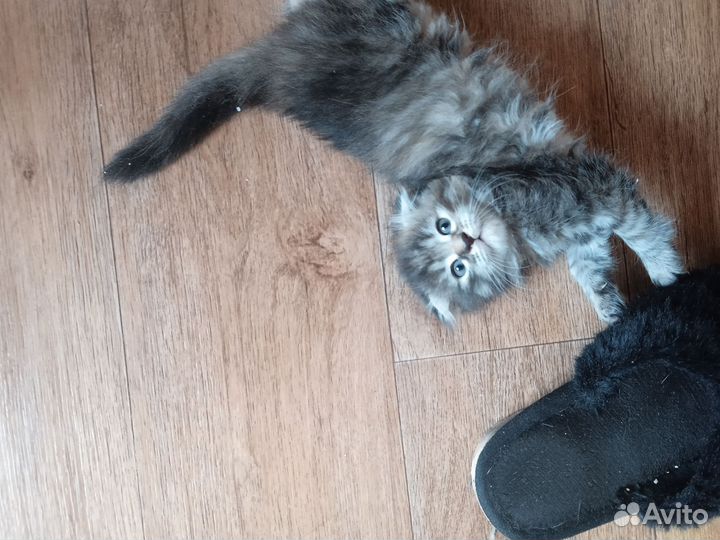 Котята вислоухие