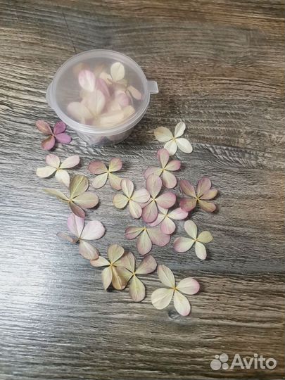 Сухоцветы для творчества