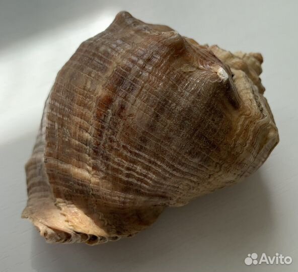 Раковина сувенир