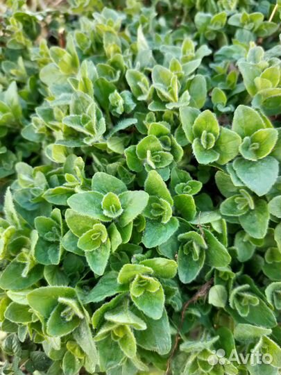 Душица вариегата