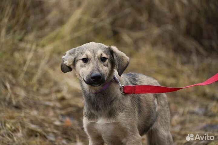 Щенок девочка в добрые руки