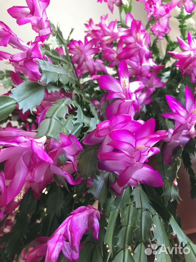 Декабрист белый и красный