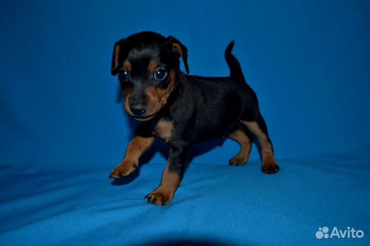 Цвергпинчер