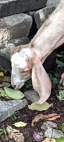 Вязка козлом камори/нуб. Продажа