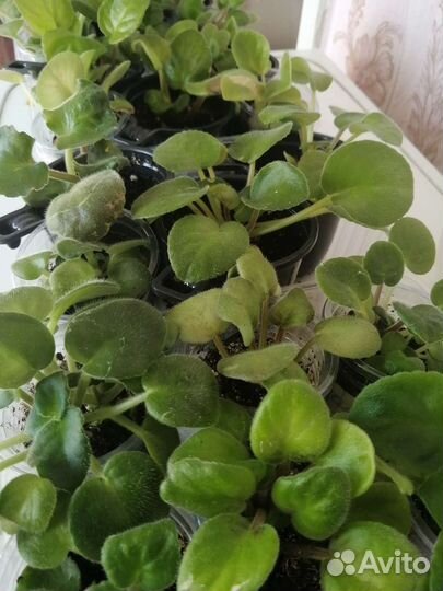 Фиалки детки