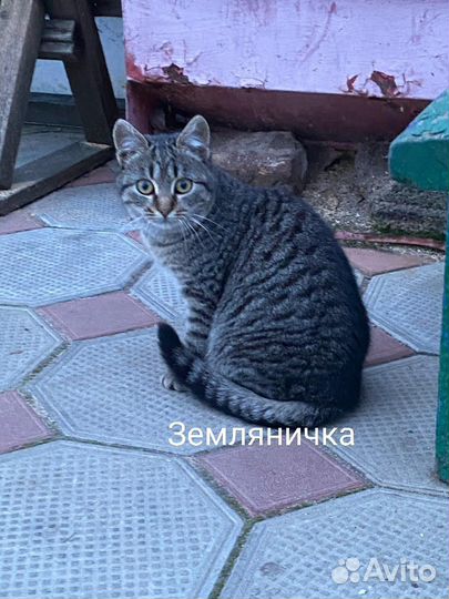 Красивые котики и кошечки ищут дом