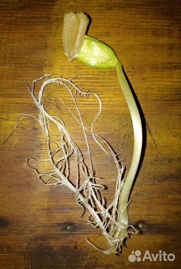 Семена для подвоя