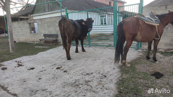 Бычки швицкой породы