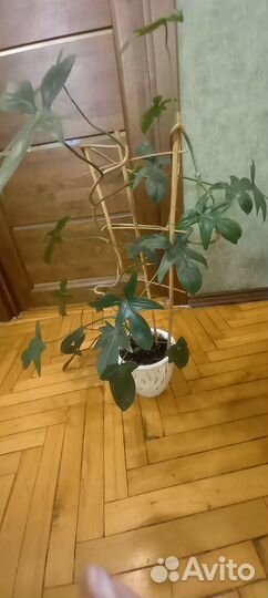 Филодендрон