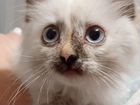 Котенок с голубыми глазами и огромной душой объявление продам