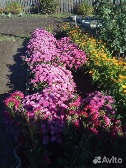 Хризантемы мультифлора