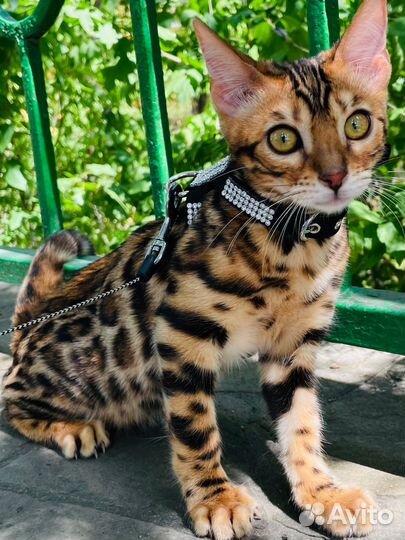 Бенгальская девочка