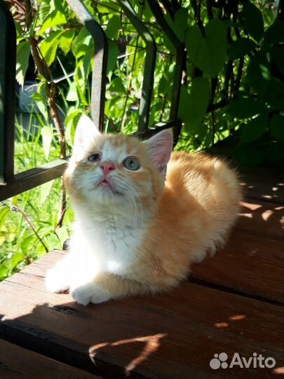 Кошки в добрые руки бесплатно