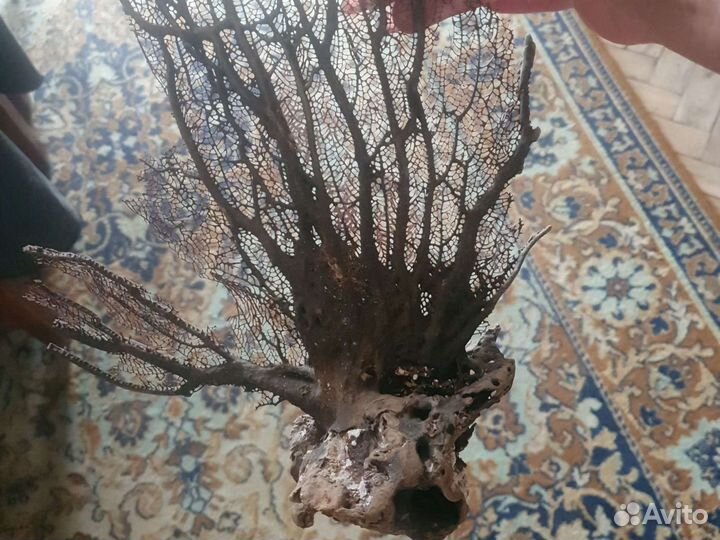 Растения со дна океанов