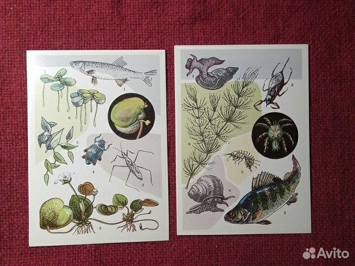 Открытки набор «У водоема»16 шт 1977 год