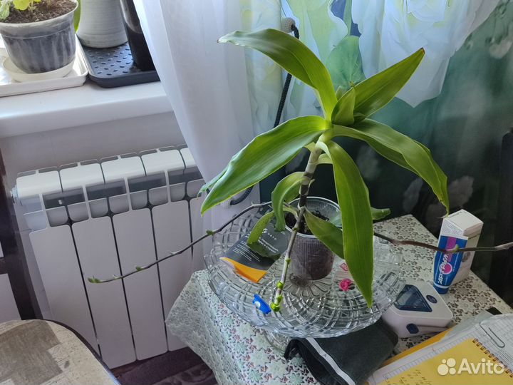 Золотой ус