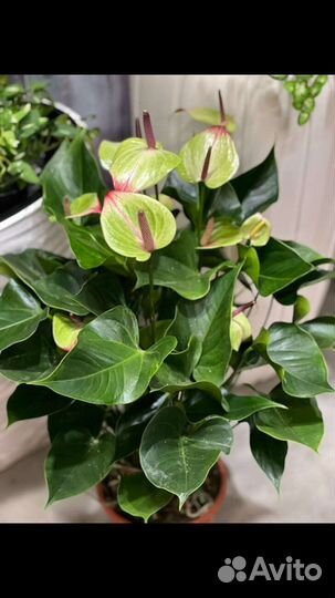 Антуриум jaguar Грин